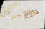 Bargain Knightia Fossil Fish Pair - Wyoming #42340-1